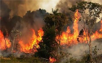 حريق هائل يجتاح مساحات واسعة من الغابات في الولايات المتحدة