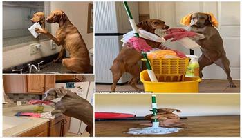 3 كلاب ينظفون بيت سيدة دربتهم على القيام بالأعمال المنزلية 