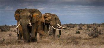 الفيلة في ساحل العاج تواجه خطر الانقراض