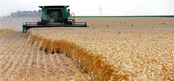 حصاد 9 آلاف فدان من القمح وتوريد 2500 طن حتى الآن بدمياط
