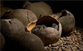 اكتشاف بيض ديناصور متحجر عمره 100 مليون سنة شرقي الصين