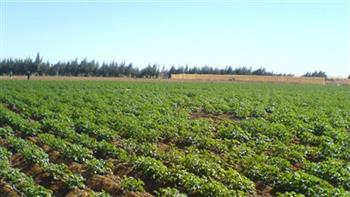 زراعة دمياط تؤكد أهمية التوسع في زراعات القطن والزراعات التعاقدية