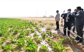 مدير مشروع مستقبل مصر  الرئيس السيسي وجه بزيادة محصول القمح إلى 3.5 مليون فدان
