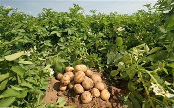 صادرات مصر من البطاطس تتجاوز 380 ألف طن حتى الآن