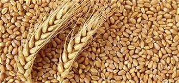 "تموين الغربية": توريد 87 ألف طن من محصول القمح حتى اليوم