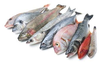 حلقة السمك في سوق العبور ثاني أيام العيد «خارج نطاق الخدمة»