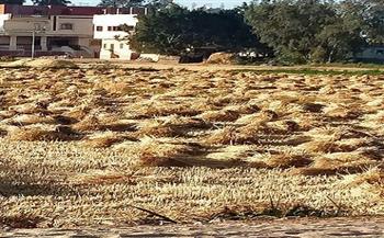 استئناف العمل داخل 47 مركز تجميع لإستلام القمح بمحافظة الشرقية
