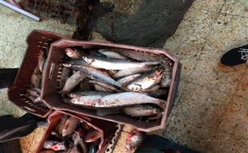 ضبط 40 كيلو أسماك فاسدة ورنجة وتحرير 98 مخالفة لمنشآت غذائية بالمنيا