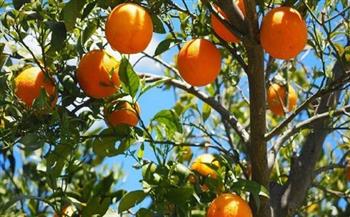 «الإحصاء»: ارتفاع صادرات البرتقال المصرى إلى 109 ملايين دولار فى شهر واحد
