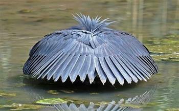 طائر ذكي يصطاد الأسماك عن طريق تحويل نفسه إلى مظلة (فيديو)