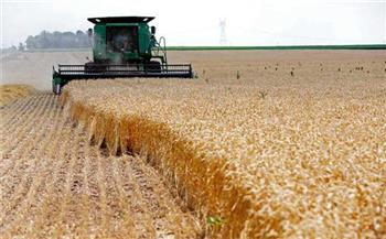 «المحاصيل الحقلية»: زيادة إنتاجية فدان القمح لـ20 أردبا