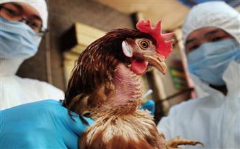 هل يتحول «إنفلونزا الطيور» لجائحة؟.. أساتذة فيروسات يحسمون الجدل