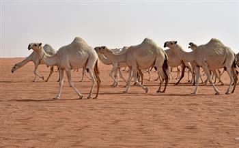 «الريف المصري» تنهي أزمة «هجوم الإبل» على زراعات الـ 1.5 مليون  فدان