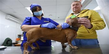 روسيا تبدأ في تطعيم الحيوانات ضد فيروس كورونا 