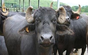 أسعار الماشية الحية اليوم الخميس قبل عيد الأضحى 2021