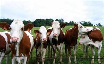 أسعار الماشية الحية اليوم السبت قبل عيد الأضحى 29-5-2021