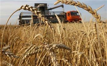 «الزراعة»: 3.4 مليون فدان مساحة القمح هذا العام بزيادة 200 ألف فدان