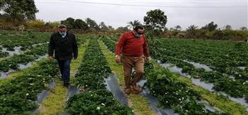 «زراعة دمياط»: نجاح زراعات الفراولة بنظام «الري بالتنقيط»