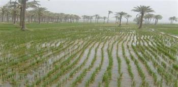 «الإرشاد الزراعي»: ندوات للتوعية والتوجيه للالتزام بالمساحات المحددة للأرز
