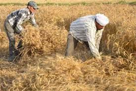 محافظ الشرقية: حظر نقل محصول القمح خارج المحافظة