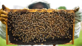 «طريقة غريبة».. هولندا تكشف عن كورونا باستخدام «النحل»