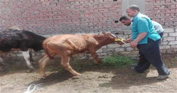 محافظ الفيوم: تحصين 100 ألف رأس ماشية ضد الجلد العقدى وجدرى الأغنام