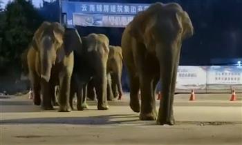 بلاد العجائب.. قطيع من الأفيال ينهب محتويات المتاجر في الصين (فيديو) 