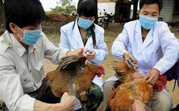 ظهور أول إصابة بشرية بإنفلونزا الطيور في الصين