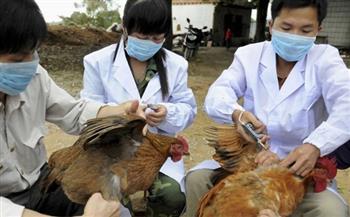 بعد أول إصابة بشرية بإنفلونزا الطيور.. مطالب بإلغاء الصين من على الخريطة