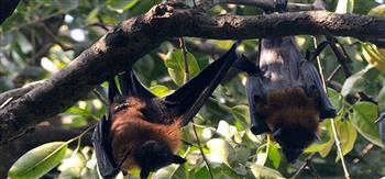 باحثون صينيون يعلنون اكتشاف سلالات جديدة من فيروسات كورونا في الخفافيش