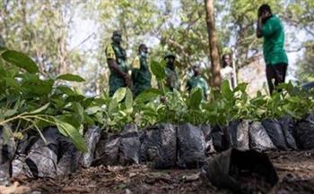 غانا تزرع 5 ملايين شجرة في يوم واحد لمكافحة آثار إزالة الغابات
