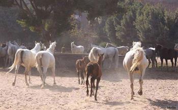 الزراعة: محطة الزهراء للخيول تشهد تطويرا شاملا  