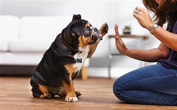 6 نصائح لتربية الكلاب فى منزلك 
