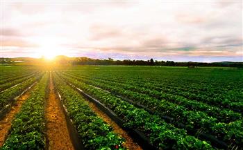 «الزراعة» تبرز مميزات مشروع الدلتا الجديدة (فيديو)
