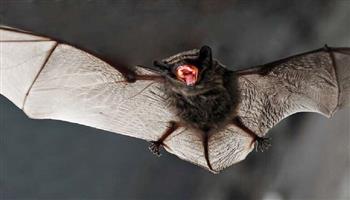 دراسة تحذر من خفافيش في سويسرا تؤوي فيروسات من 39 عائلة مختلفة