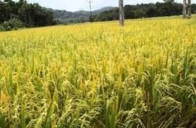 علاء خليل: تدشين زراعة الأرز الجاف في الوادي الجديد (فيديو)