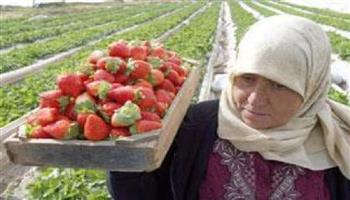 إسرائيل تسمح بتصدير المنتجات الزراعية من قطاع غزة