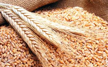 خبير زراعي: مصر لديها القدرة على سد الفجوة فى استهلاك القمح
