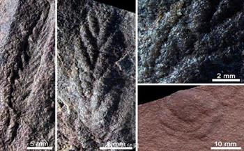اكتشاف أحافير عمرها 550 مليون عام في حوض بشمال غربي الصين