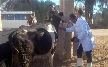 تحصين 123 ألف رأس ماشية ضد الجلد العقدي والجدري ببني سويف