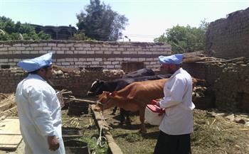 محافظ أسيوط يعلن انطلاق فعاليات الحملة القومية الثانية لتحصين 111 ألف رأس ماشية