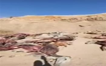 العثور على 50 حمار مذبوحًا في قرية بسوهاج (فيديو وصور)