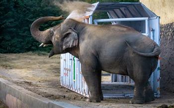 شاهد.. منزل جديد لـ "كافان" الفيل الأكثر وحدة فى العالم