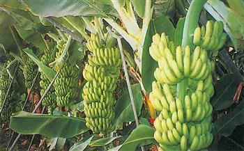 تعرف على التوصيات الفنية لمزارعى الموز خلال يوليو