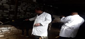 "بيطري الإسكندرية": نستهدف تحصين 145 ألف رأس ماشية ضد الحمى القلاعية