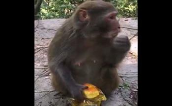 شاهد.. حيل القردة لتناول الكيك 