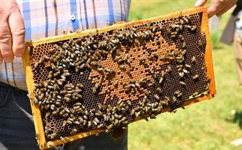 مقر الأمم المتحدة في فيينا يستضيف خلايا النحل لدعم وحماية البيئة