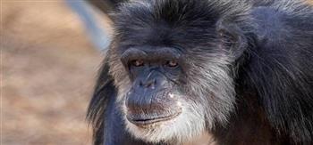 نفوق أكبر شمبانزي معمر في أمريكا