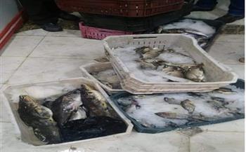 ضبط 200 كيلو أسماك فاسدة في سوهاج 