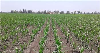 الزراعة: تقاوي المحاصيل الصيفية متوافرة.. ونعمل على توفير الأسمدة خلال ذروة الاستخدام